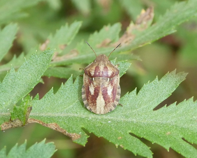 Eurygaster