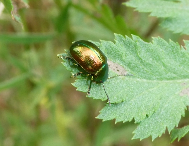 Chrysolina graminis - zöld varádicslevelész