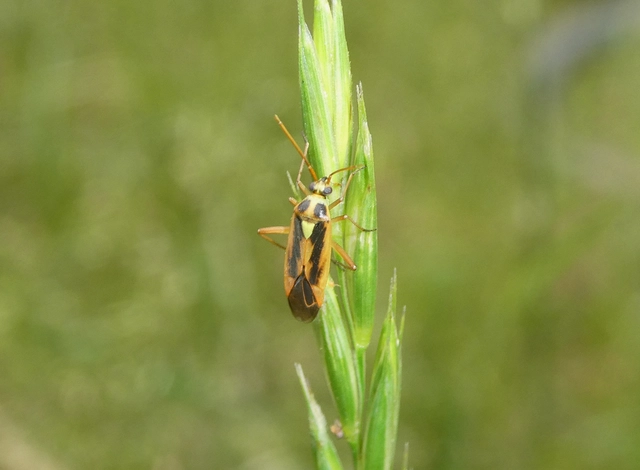 Stenotus binotatus - kétfoltos mezeipoloska
