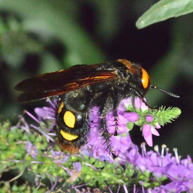 Megascolia maculata - óriás-tőrösdarázs