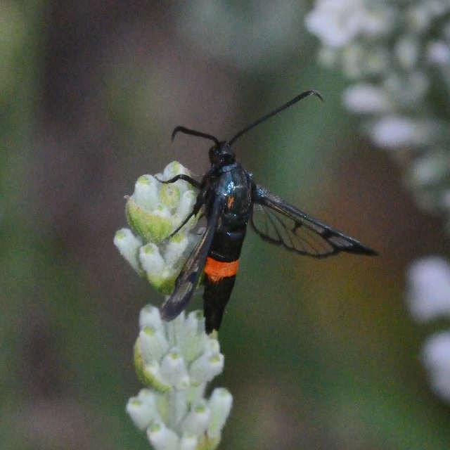 Sesiidae - szitkárfélék