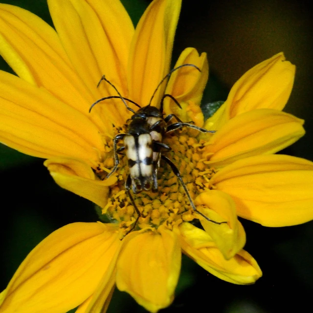 Pachytodes erraticus - rajzos virágcincér