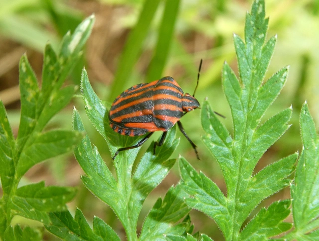 Graphosoma italicum - csíkos pajzsospoloska