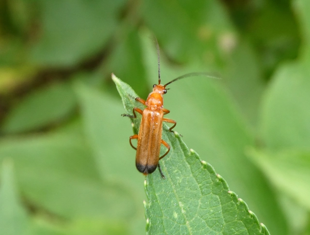 Rhagonycha fulva - feketevégű lágybogár