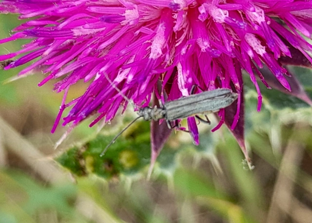 Oedemera