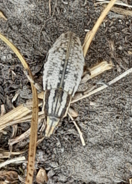 Pseudocleonus cinereus - hamvas barkó
