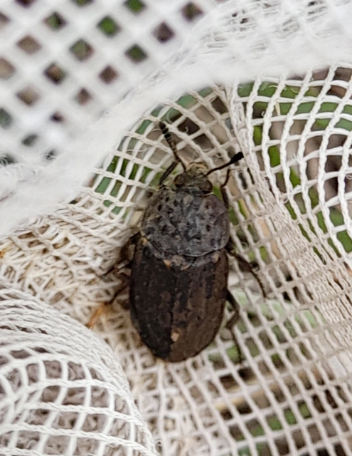 Thanatophilus sinuatus - hegyesvállú dögbogár