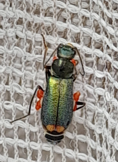 Melyridae - sziklaibogár-félék