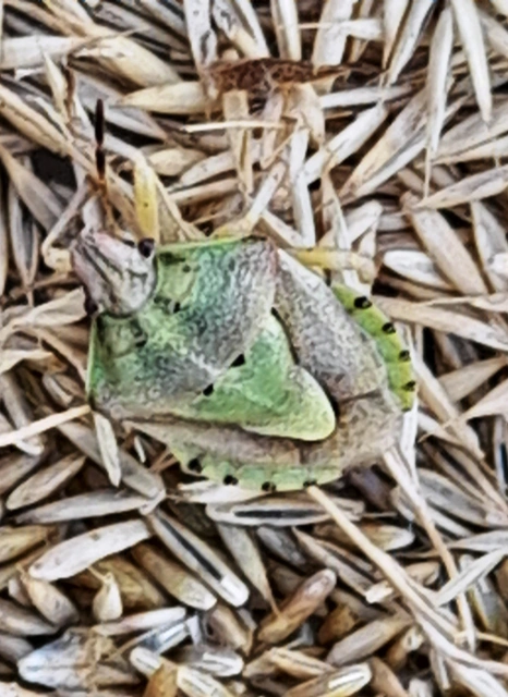 Antheminia lunulata - fakó gyümölcspoloska Antheminia lunulata - fakó gyümölcspoloska