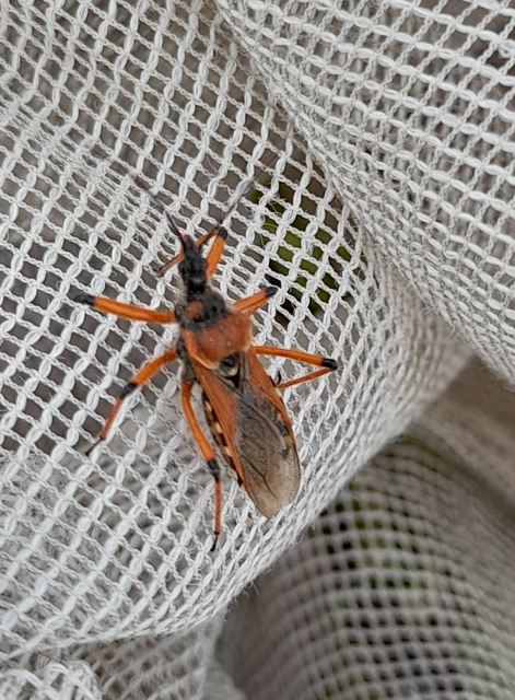 Rhynocoris iracundus - közönséges gyilkospoloska