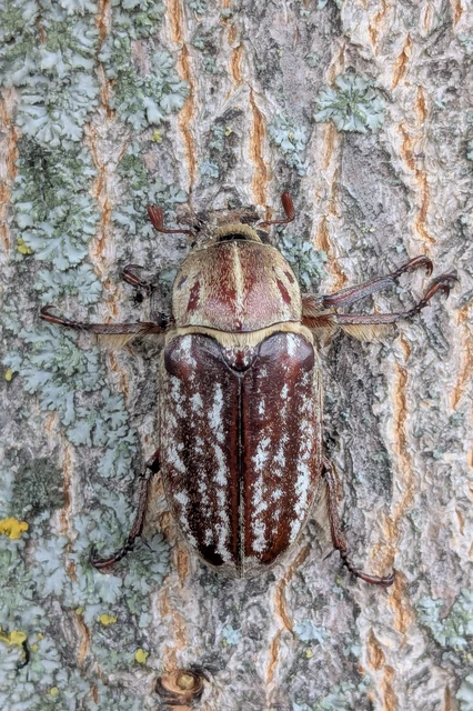 Anoxia orientalis - keleti cserebogár