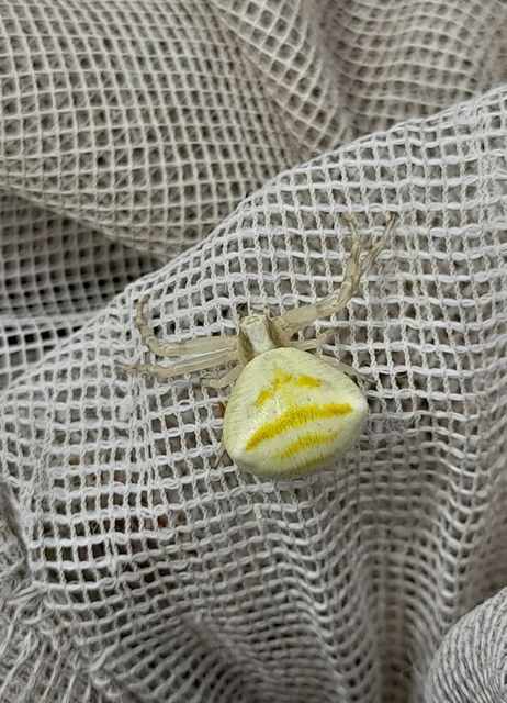 Thomisus onustus - fehér karolópók