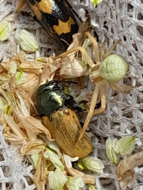 Misumena vatia - viráglakó karolópók