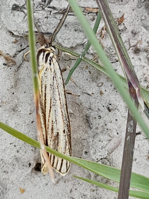 Spiris striata - csíkos molyszövő