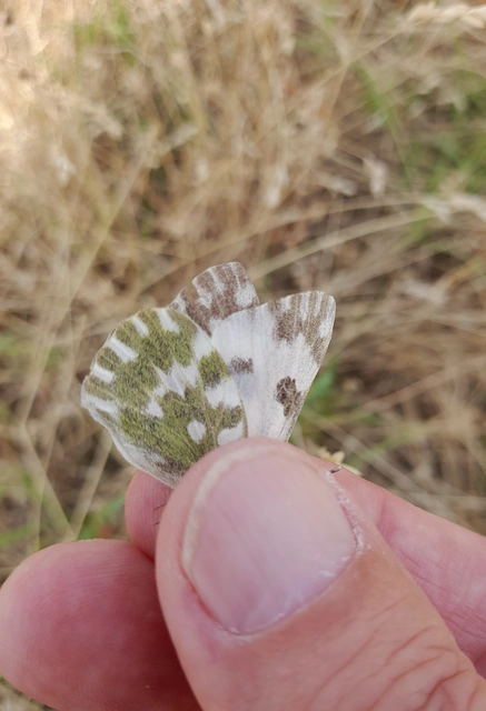 Pontia edusa - rezedalepke