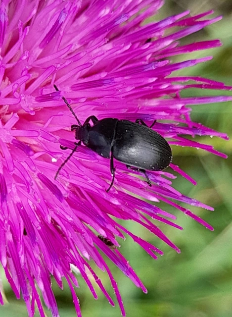 Podonta nigrita - szerecsenbogár