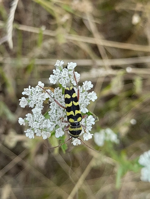Echinocerus floralis - lucerna-darázscincér