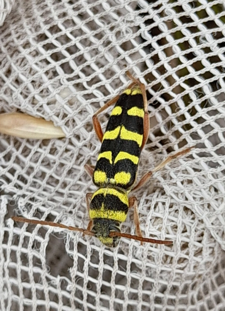 Echinocerus floralis - lucerna-darázscincér