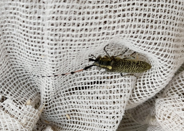 Agapanthia dahli - sárgagyűrűs bogáncscincér