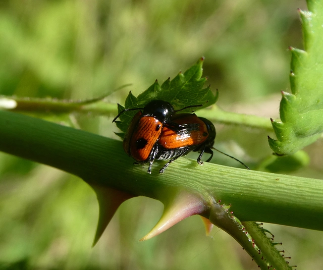 Cryptocephalus bipunctatus - kétpettyes zömökbogár
