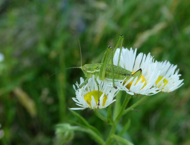 Leptophyes albovittata - közönséges virágszöcske