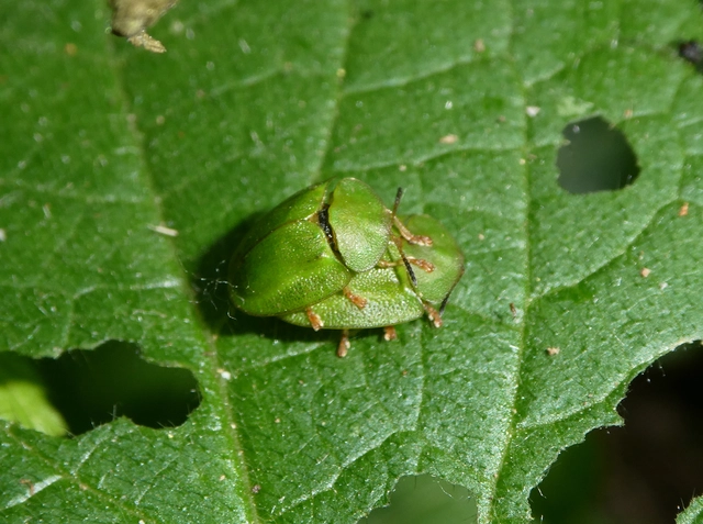 Cassida viridis - zöld pajzsbogár Cassida viridis - zöld pajzsbogár
