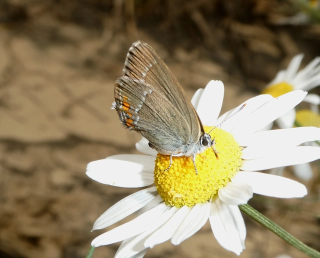 Satyrium acaciae - akác-csücsköslepke
