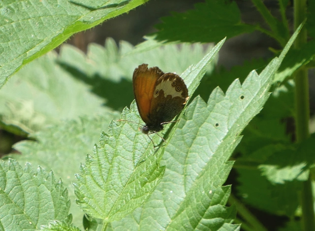 Coenonympha arcania - fehéröves szénalepke