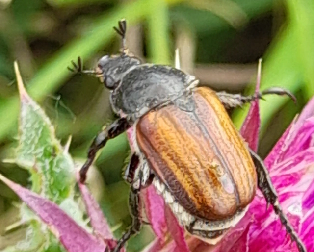 Anisoplia tempestiva - gabonaszipoly