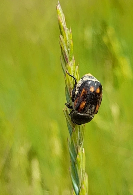 Anisoplia tempestiva - gabonaszipoly
