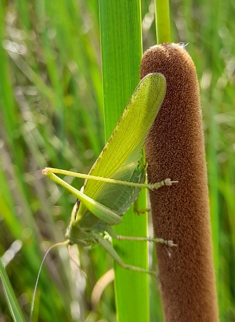 Tettigonia viridissima - zöld lombszöcske
