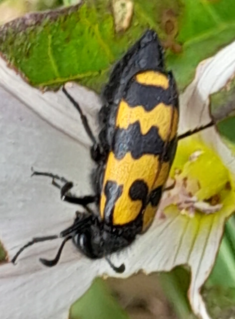 Hycleus tenerus - kis hólyaghúzó