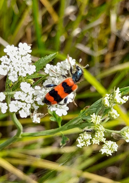Trichodes apiarius - szalagos méhészbogár