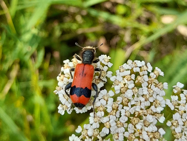 Trichodes apiarius - szalagos méhészbogár