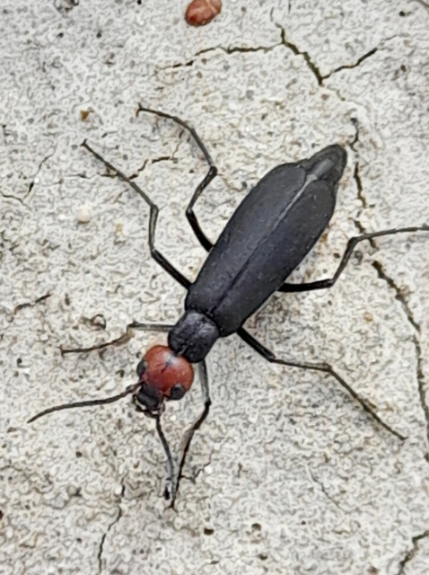 Epicauta rufidorsum - hollóbogár