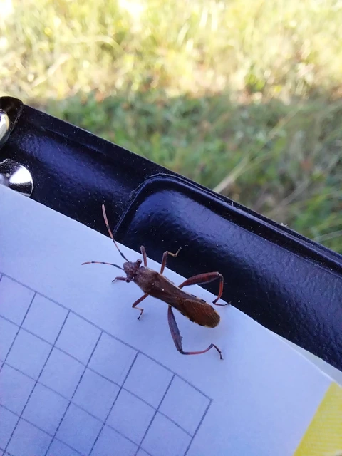 Camptopus lateralis - görbelábú karimáspoloska