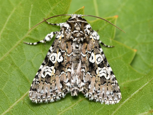 Lamprosticta culta - hármasfoltú bagoly