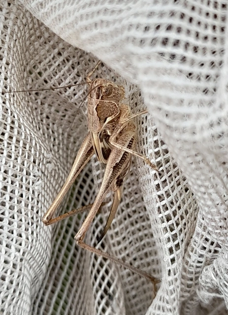 Platycleis affinis - púposhasú rétiszöcske