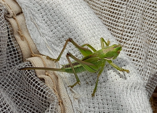 Gampsocleis glabra - tőrös szöcske