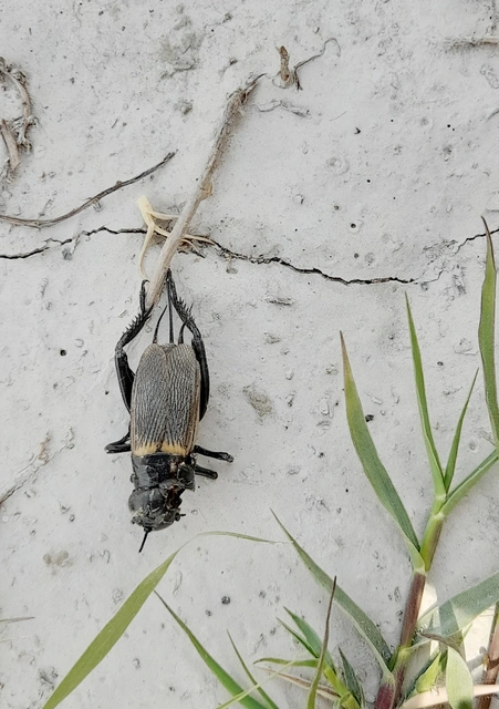 Gryllus campestris - mezei tücsök