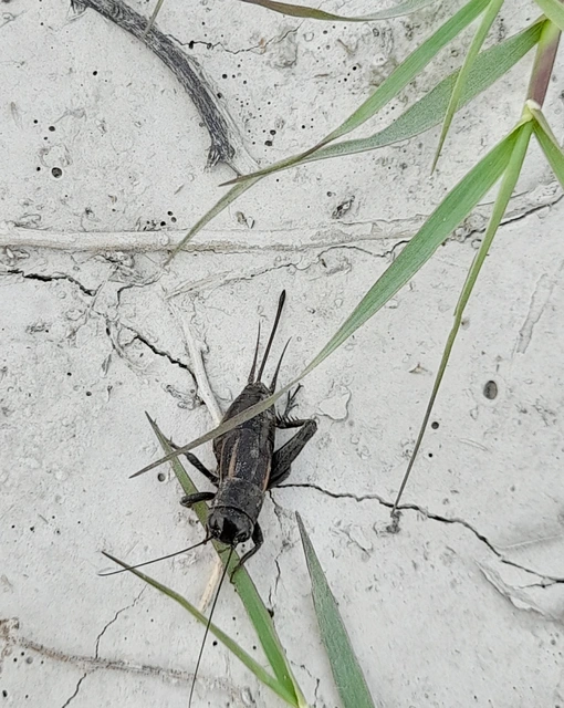 Melanogryllus desertus - fekete tücsök