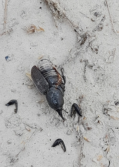 Sphenophorus