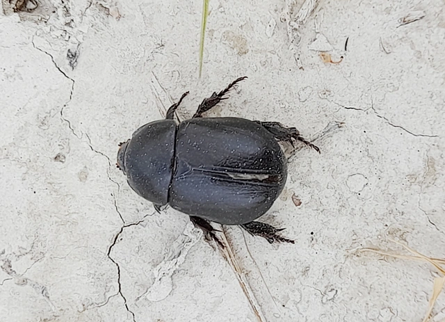 Pentodon idiota - butabogár