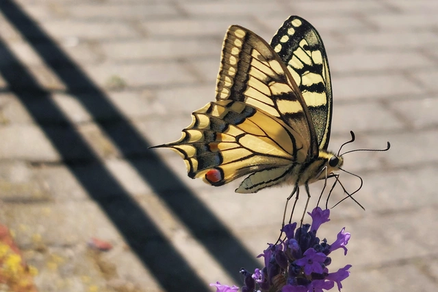 Papilio machaon - fecskefarkú lepke