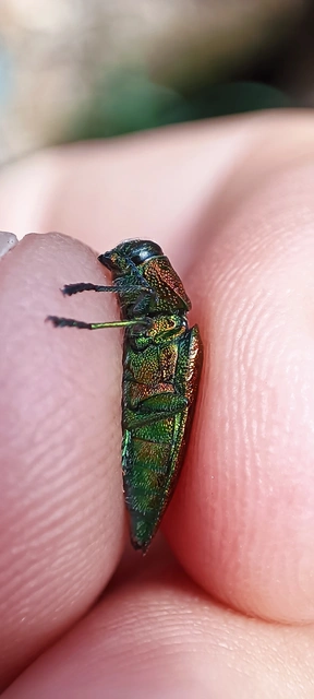Lamprodila rutilans - hársfa-tarkadíszbogár Lamprodila rutilans - hársfa-tarkadíszbogár
