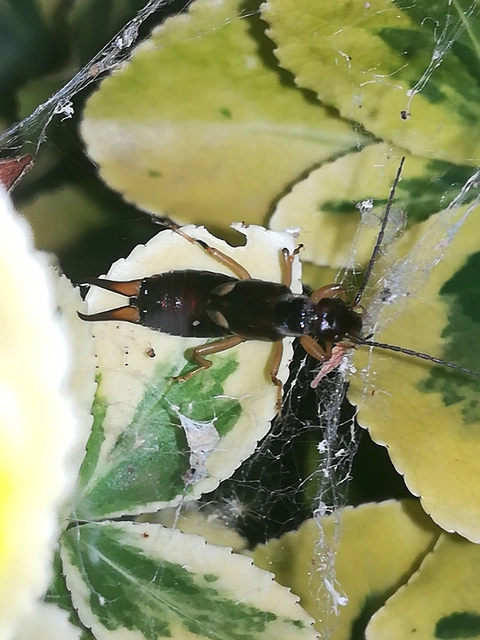 Forficula auricularia - közönséges fülbemászó