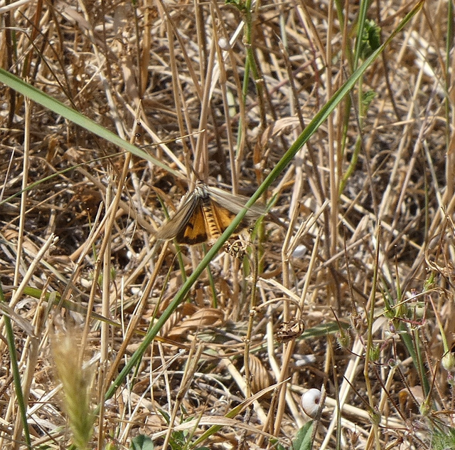 Spiris striata - csíkos molyszövő