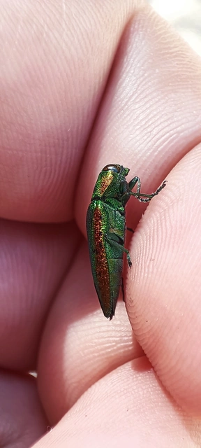 Lamprodila rutilans - hársfa-tarkadíszbogár Lamprodila rutilans - hársfa-tarkadíszbogár