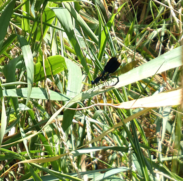 Calopteryx splendens - sávos szitakötő