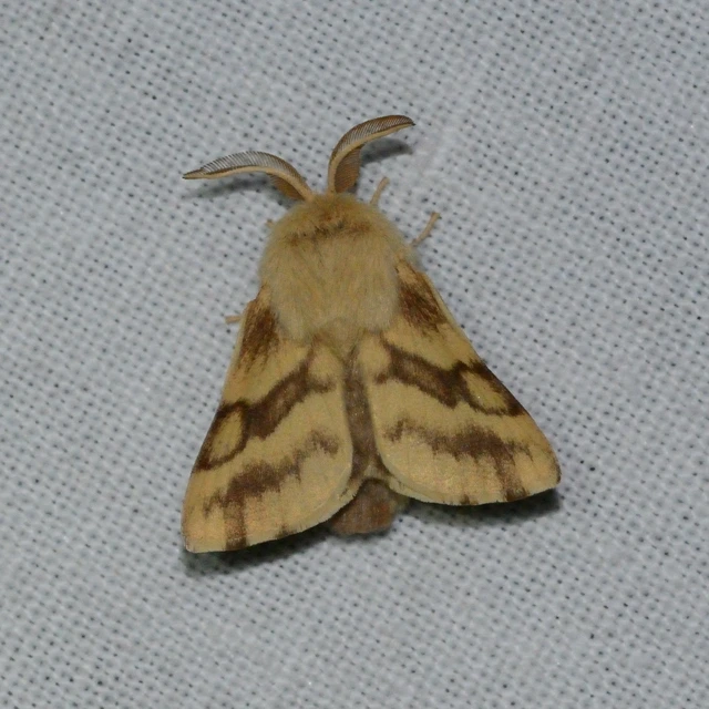 Malacosoma castrensis - kutyatejszövő